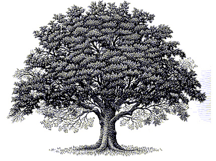 oak tree clip art black and white